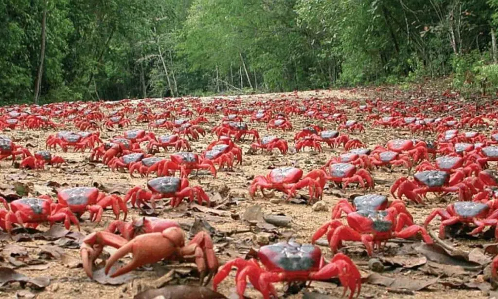 Red crab migration