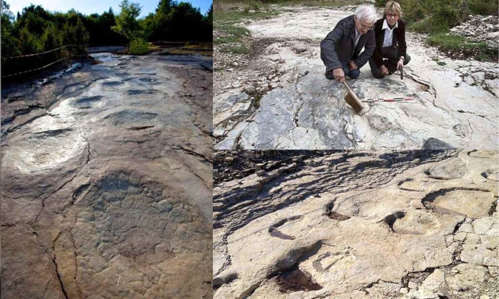 150-Million-Year-Old Dinosaur Tracks 