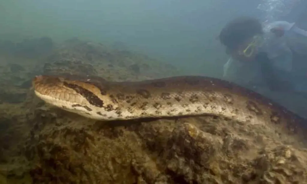 Largest Ever Anaconda Found In Amazon