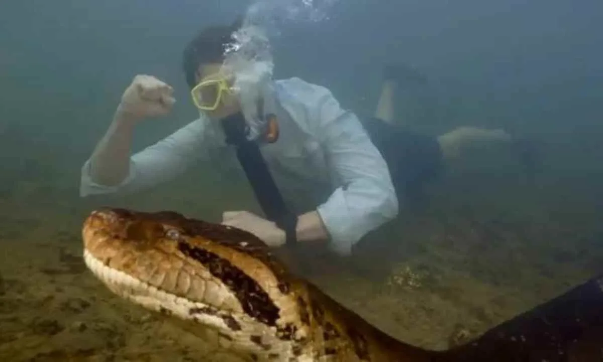 Largest Ever Anaconda Found In Amazon This 26-foot-long Anaconda is As Thick As A Car Tire!