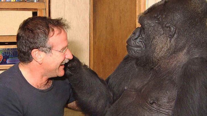 Robin Williams Made A Mourning Gorilla Laugh Again After Six Months!