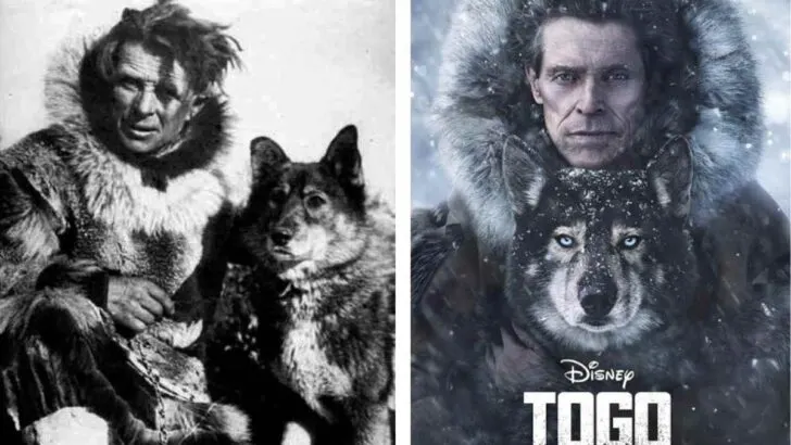 Story Of The Sled Dog ‘Togo’ | True Hero Who Took The Long & Difficult Road To Deliver A Cure For Humans!