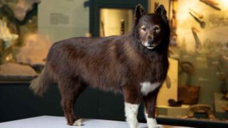The True Story Of National Hero Dog 'Balto' Lost His Life After Saving Many Human Lives From A Deadly Infection!