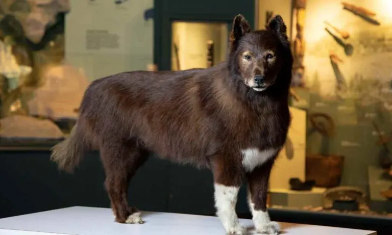 The Story Of The National Hero Dog ‘Balto’ | Lost His Life After Saving Many Human Lives From A Deadly Infection!