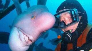 This Japanese Diver Is Best Friends With A Fish The Diver Saved The Fish Once and It Still Remembers!