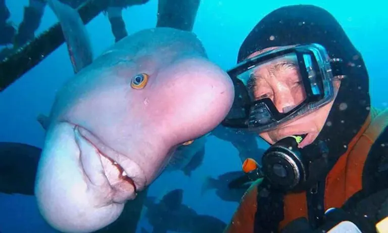 This Japanese Diver Is Best Friends With A Fish The Diver Saved The Fish Once and It Still Remembers!