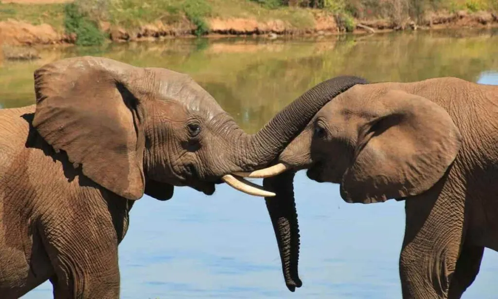 elephants call each other by name