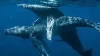 First-Ever Photographs Of 'Two Male' Humpback Whales Having Sex!
