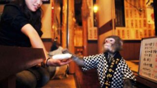 Restaurant In Japan Hired Monkeys As Waiters They Wait Tables To Help The Owner & Get Paid In Bananas!