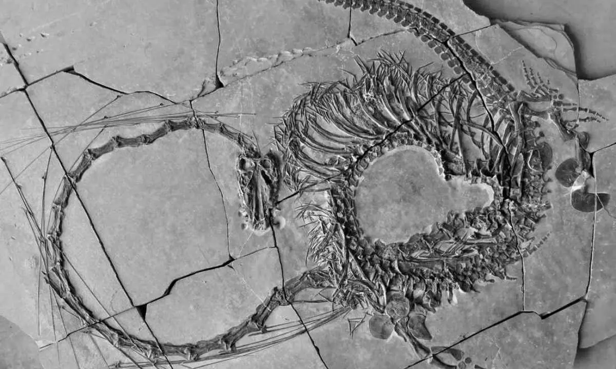 Scientists Discover A 'Chinese Dragon' Fossil In China Newly Found Fossil Is 240 Million Years Old!