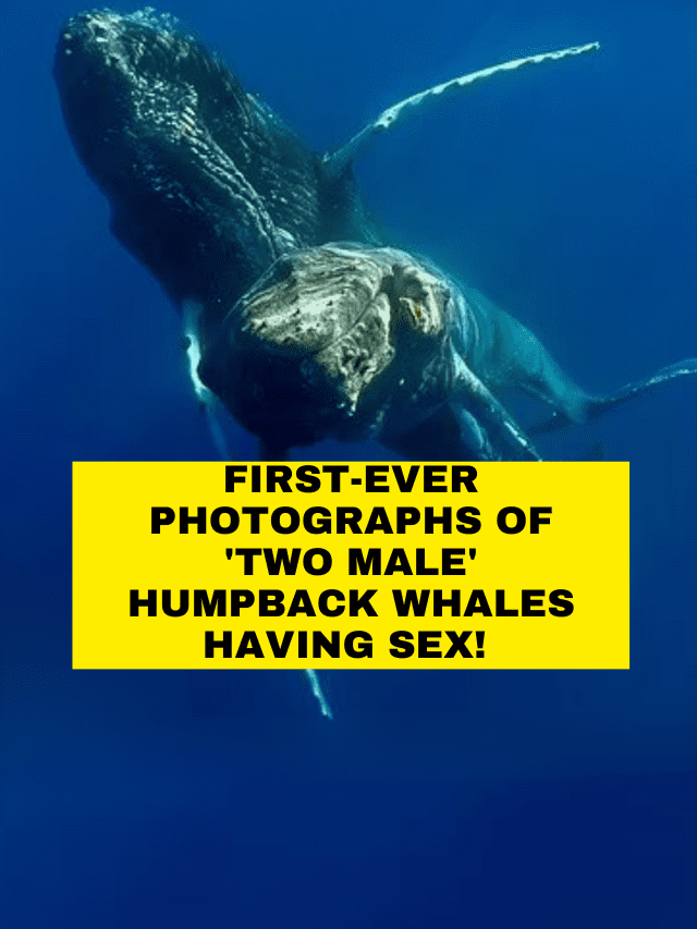 First-Ever Photographs Of ‘Two Male’ Humpback Whales Having Sex!