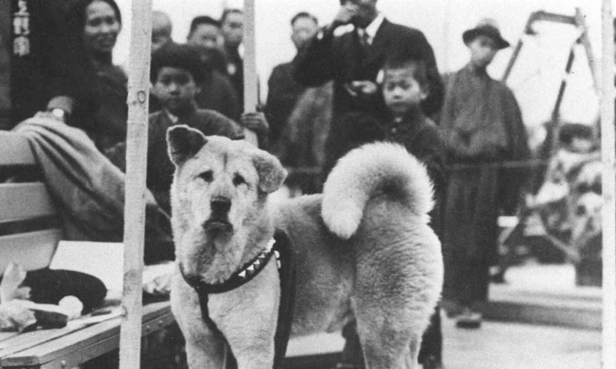 The True Story Of A Dog Who Waited 9 Years For His Late Owner to Return 'Hachiko' Kept Looking Until His Last Breath!