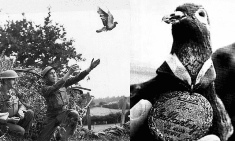 This Pigeon Saved 194 American Soldiers | Delivered A Life-saving Message While Being Shot In The Chest!