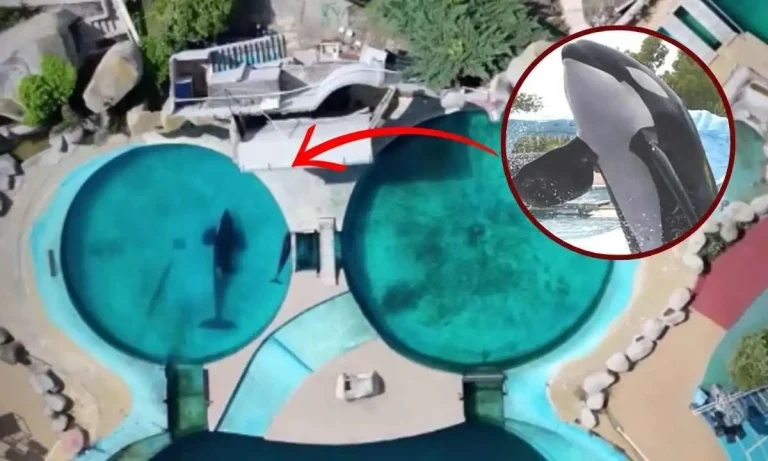 Heartbreaking Timelapse Shows 'World's Loneliest Orca' Staring At Aquarium Gate For '24 Hours Straight'!