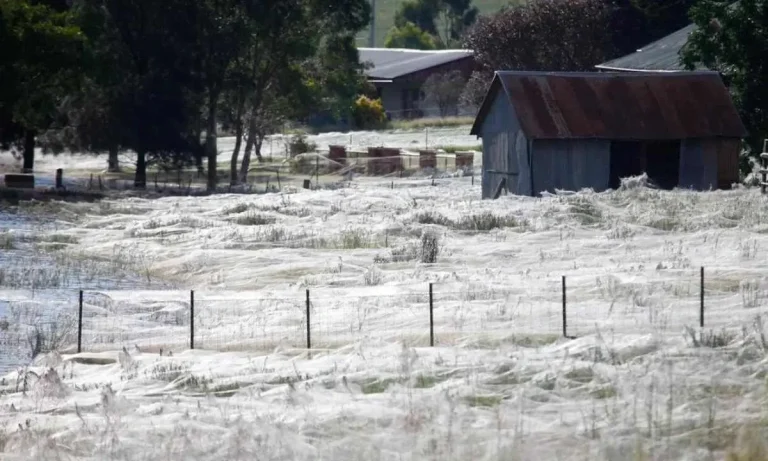 Massive Spider Webs Blanketed Australia!