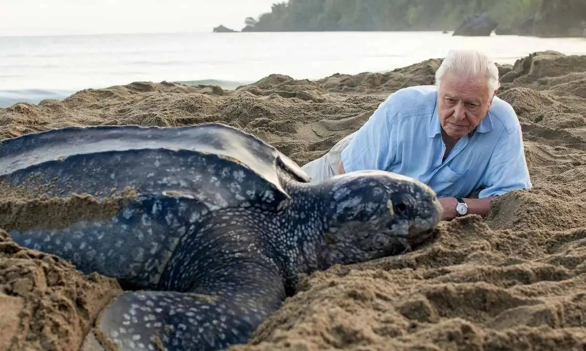 World’s Largest Leatherback Sea Turtle with Scissor-Like Jaws Weighs Over a Ton!