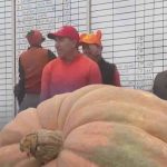 Meet “Rudy”, the $22,000 Pumpkin