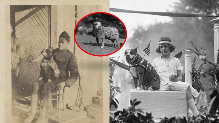 Sergeant Stubby