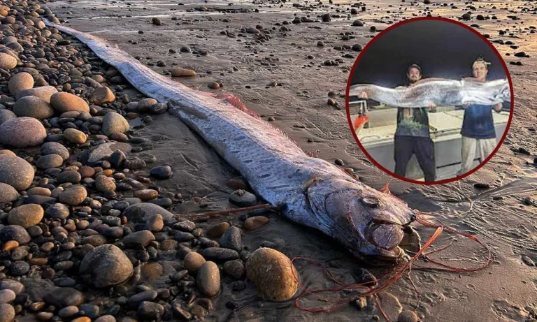 A Rare "Doomsday Fish" Returns To The California Shores For The Third Time This Year!