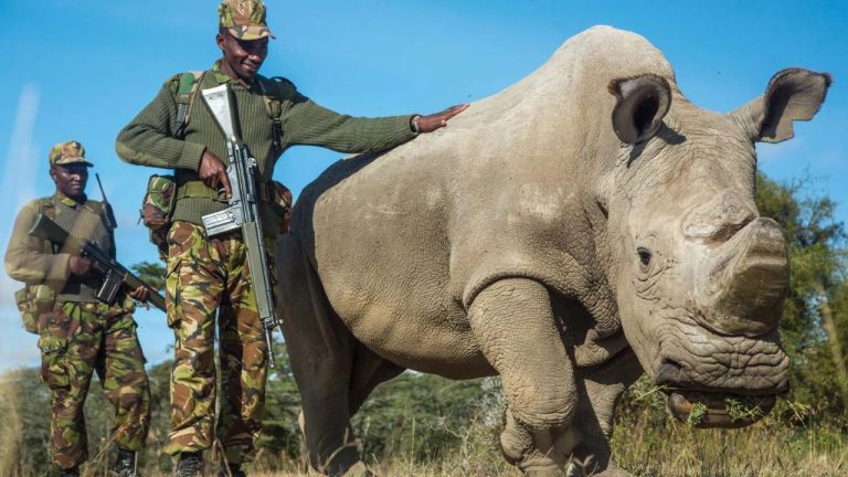 Only 2 White Rhinos Are Left In The World and They Are Guarded 24/7 | The IVF Baby Rhino Made In A Lab Is The Only Hope In Saving The Species!