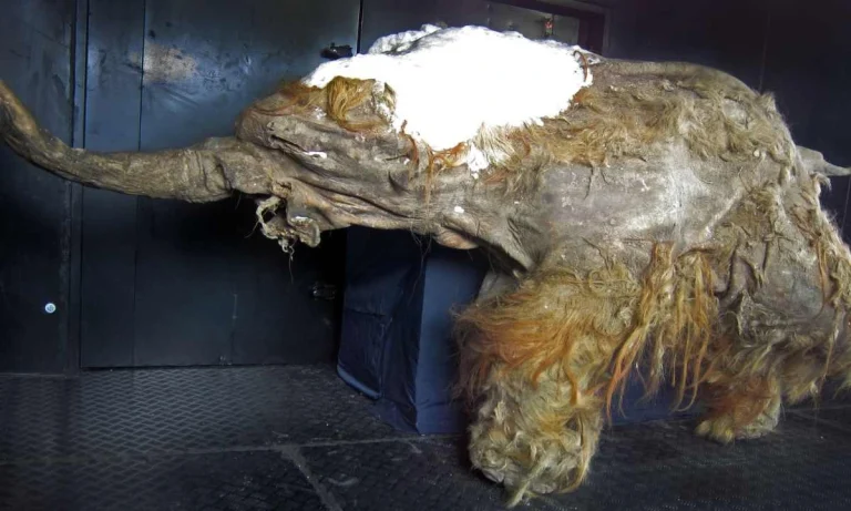 28,000-Year-Old Woolly Mammoth Cells Show Biological Signs Of Life!