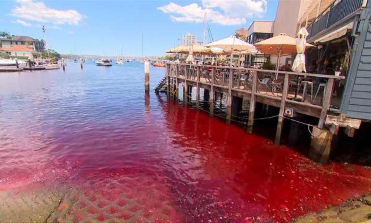 Sydney Harbour Mysteriously Turns Blood-Red | Experts Look For Clues!
