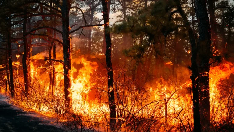 Wildfires Force Evacuations as Over 5000 Acres Burn Uncontained in the Carolinas and New Jersey Blaze Escalates!