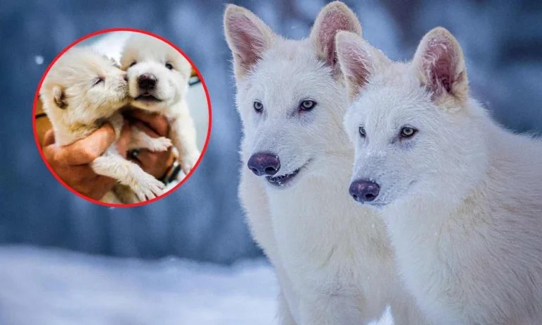 Scientists Have Resurrected A Wolf Species That's Been Extinct For Over 12,500 Years!