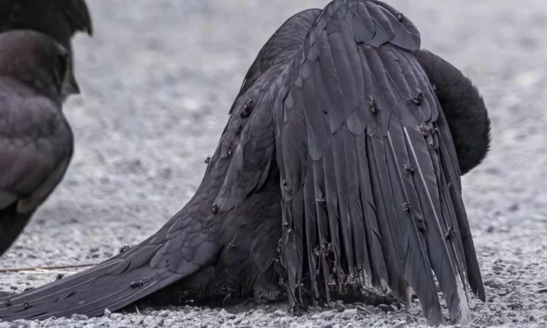 Crows Are Covering Themselves With Ants On Purpose | Rare Behavior Baffles Scientists!