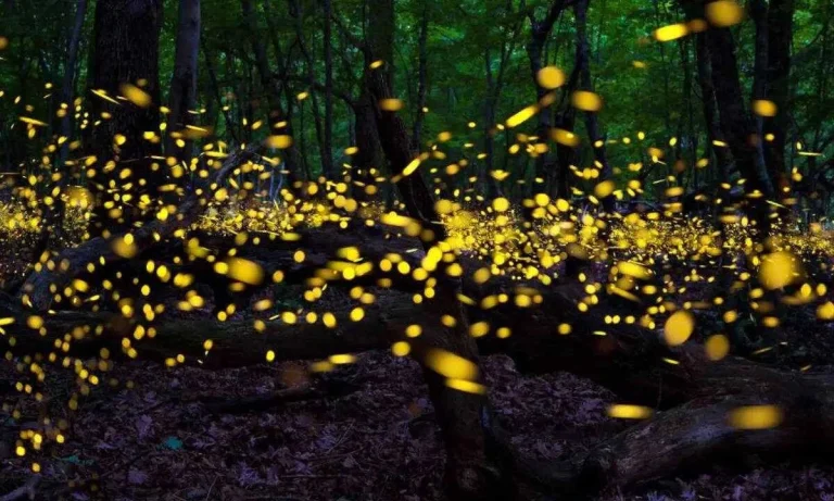 Fireflies Are Fading And We Are Likely The Last Generation To Witness Fireflies - Here's Why!