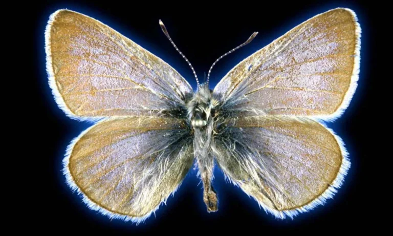 First U.S Insect Species to go Extinct Because of People | Farewell Of Xerces Blue Butterfly!