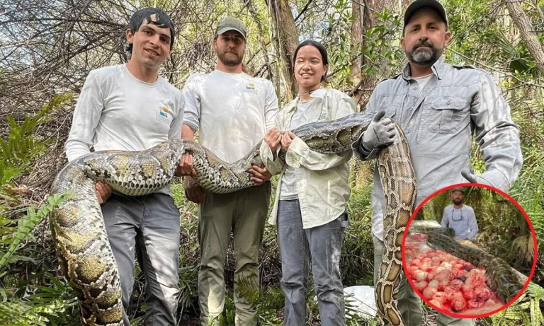 Over 20-Tons of Pythons Removed In Everglades Regions!