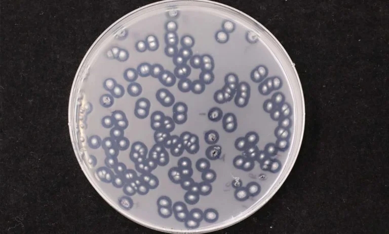 Scientists Discover A Fungus That Eats Plastic In The Dark and Turns It Into Food!