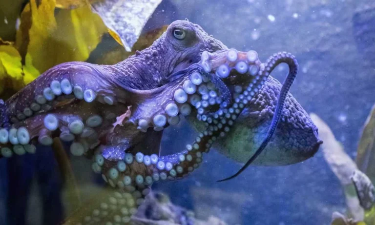 The Great Escape Inky the Octopus Found Freedom from Aquarium And To the Ocean!