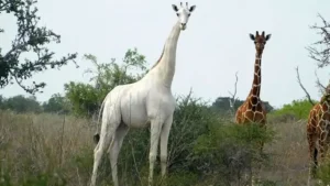 World’s only known white giraffe — a leucistic male — stands beside two reticulated giraffes in the Ishaqbini Hirola Conservancy, Garissa County, Kenya.