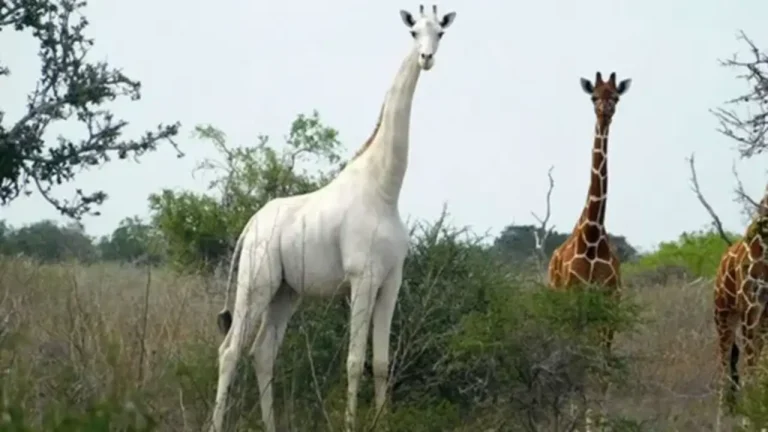 World’s only known white giraffe — a leucistic male — stands beside two reticulated giraffes in the Ishaqbini Hirola Conservancy, Garissa County, Kenya.