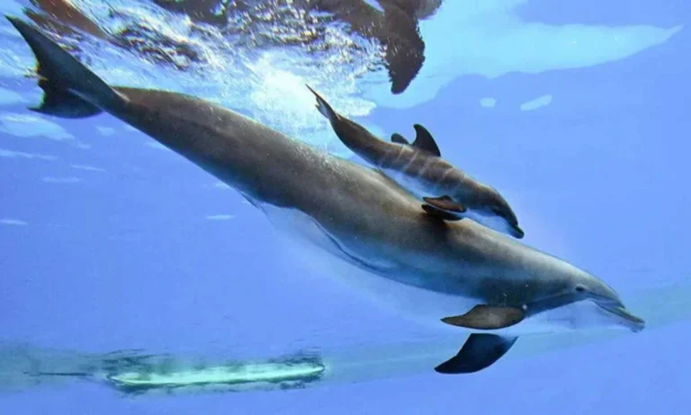 4-day-old Bottlenose Dolphin Dies Suddenly At Illinois Zoo!