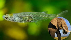 Translucent Danionella cerebrum fish next to an elephant, highlighting its ability to produce louder sounds than the elephant.