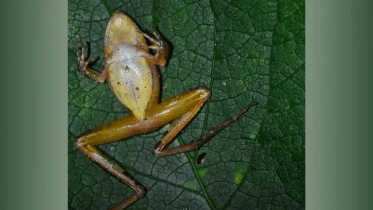 Female European common frog lying motionless on a leaf, displaying tonic immobility as a mating defense strategy.