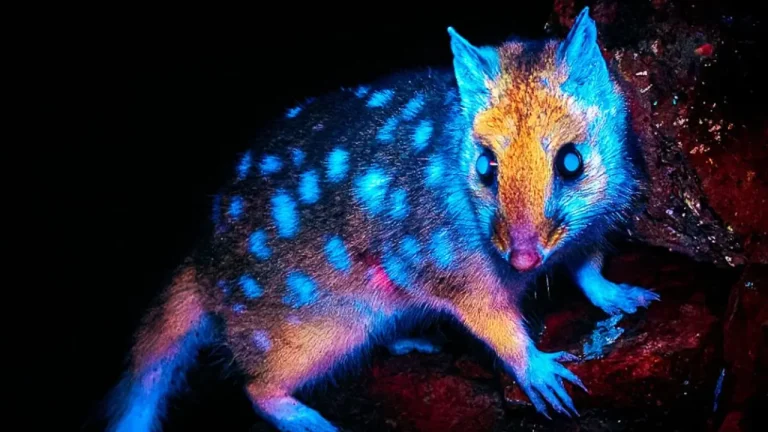 Eastern quoll glowing under ultraviolet light in Tasmania’s wilderness, displaying rare biofluorescence