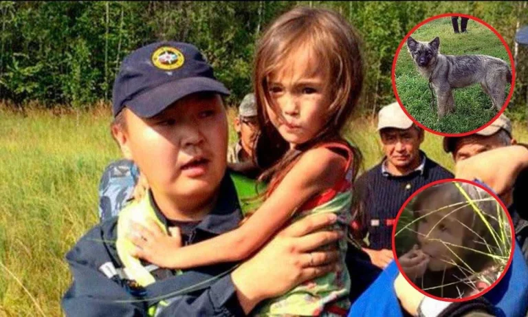 A Loyal Dog Saved A 4-Year-Old Girl Lost In The Siberian Wilderness For 12 Days!