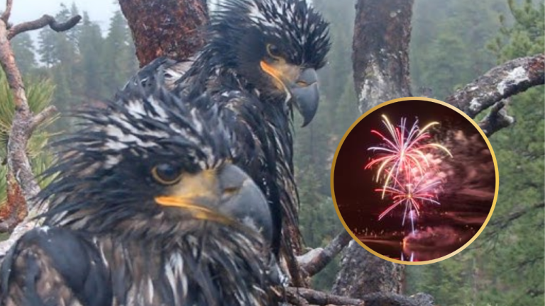 Big Bear 4th of July Fireworks to Proceed Despite Concerns Over Bald Eagle Eaglets