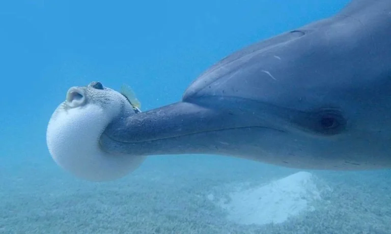 Dolphins Get High Off Pufferfish And Share It Around Like A Party!
