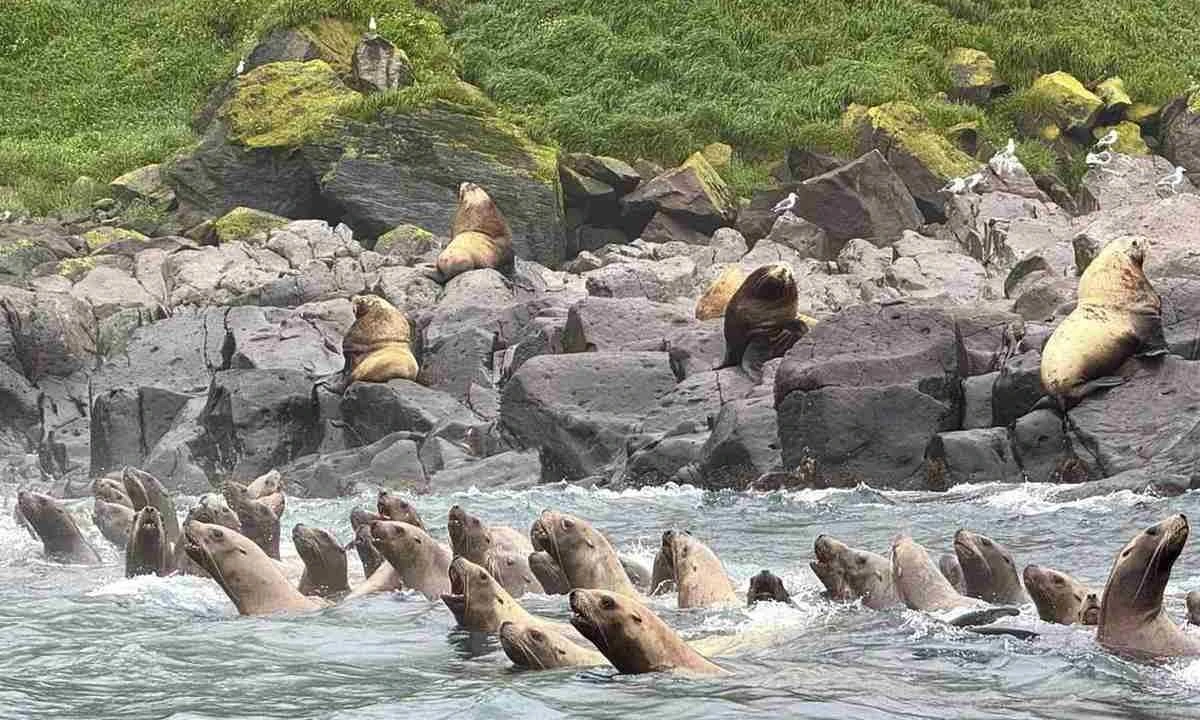 Dozens Of Panicked Sea Lions Seen Fleeing Into The Ocean After The 8.8 Earthquake Hit Russia!