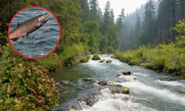 First Salmon In Nearly 100 Years Found In Northern California River!