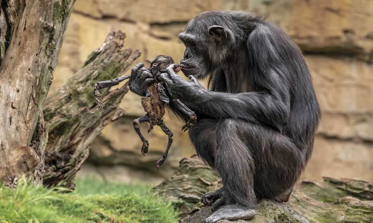 Grieving Chimpanzee Mom Carries Around the Lifeless Body of Her Baby for Months at Zoo!