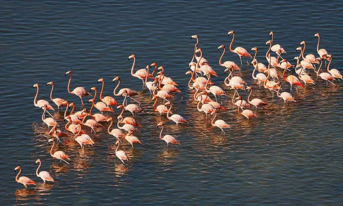 Largest Flock of American Flamingos in the Last Decade Spotted in Everglades!