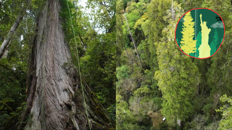 A Giant Cypress Tree Taller Than the Statue of Liberty