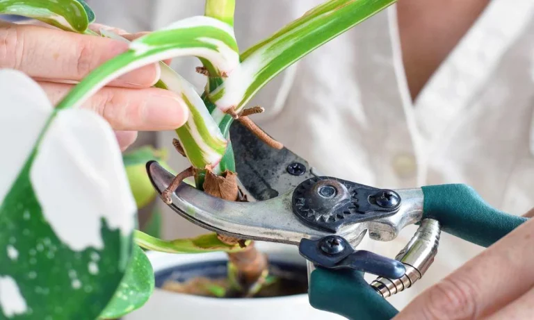 Plants 'Scream' Under Stress And Insects Actually Listen!