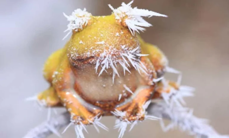The Frog That Freezes In Winter and Comes Back to Life In Spring!